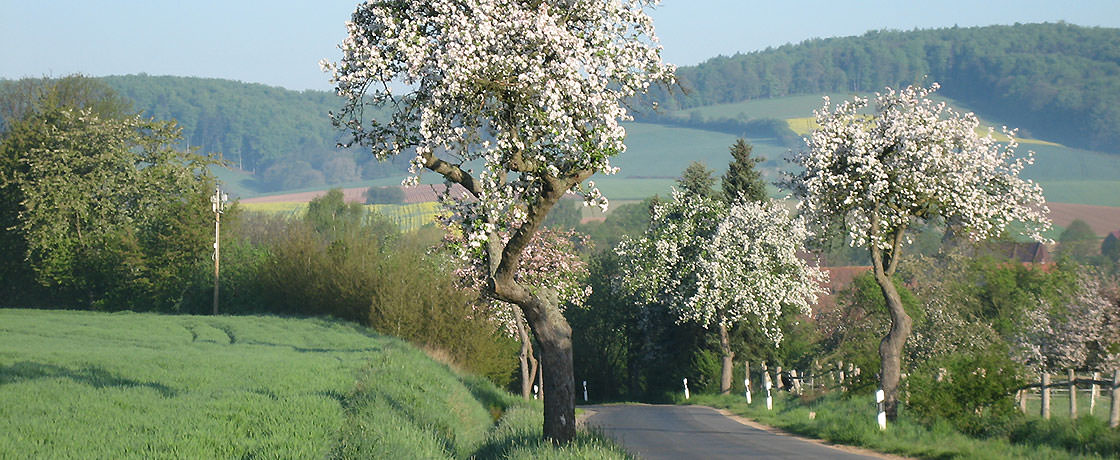 Obstblüte an der Neuendorfer Straße - Etzenborn